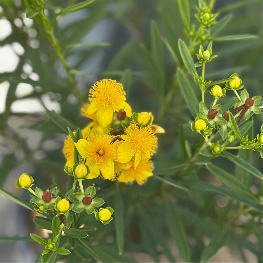 Sunny Boulevard® St. John's Wort