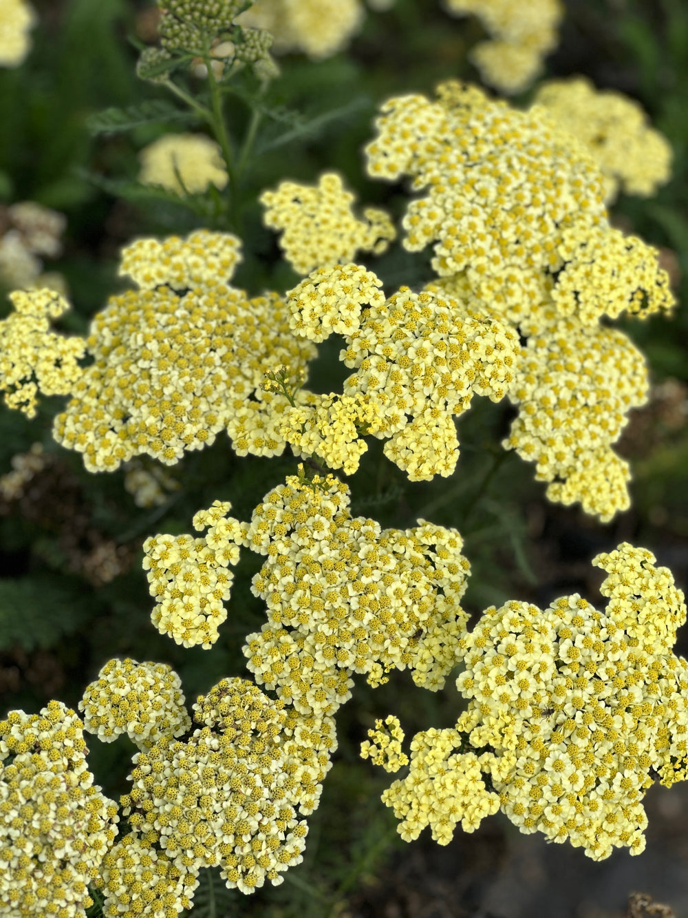 Sunny Seduction Yarrow