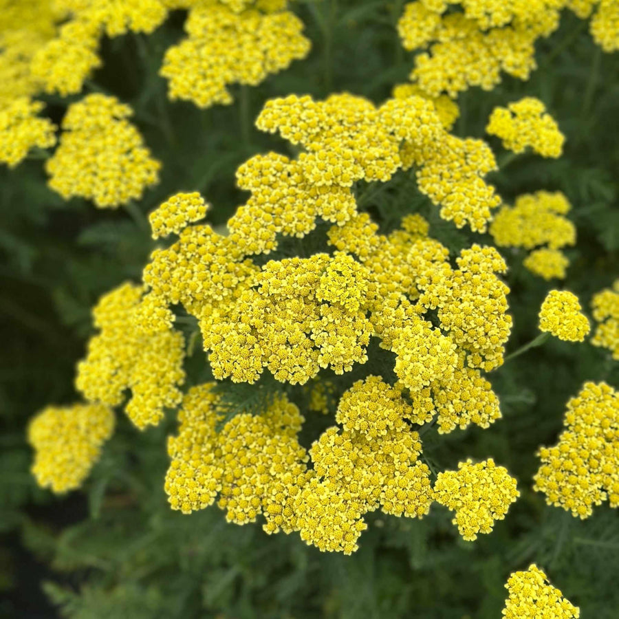 Sunny Seduction Yarrow