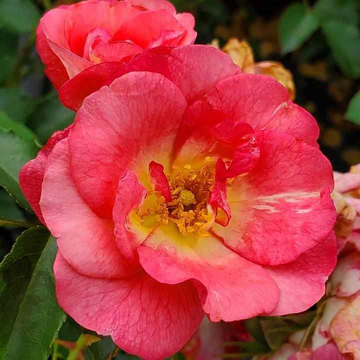Sunrise Sunset Rose