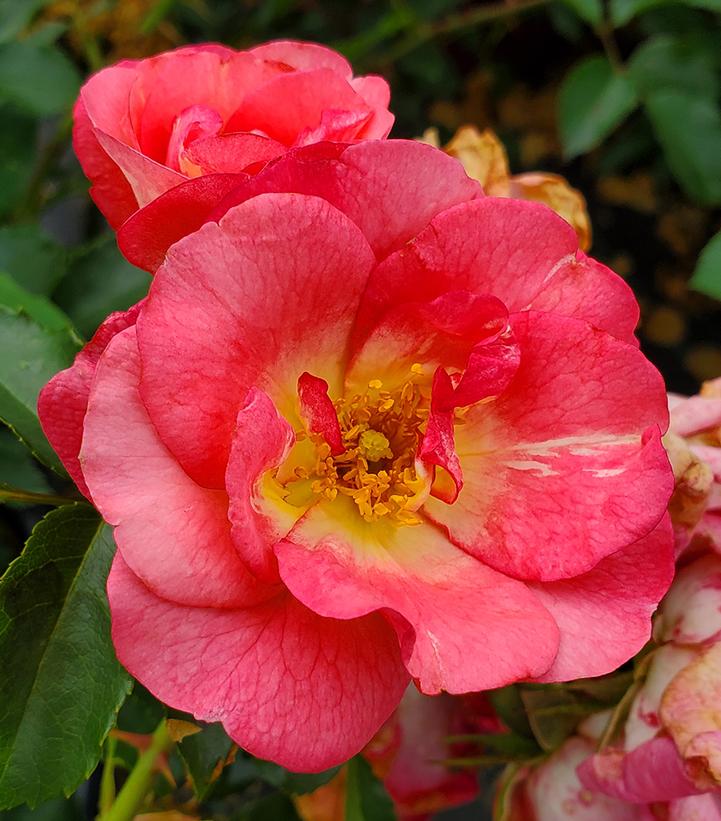 Sunrise Sunset Rose