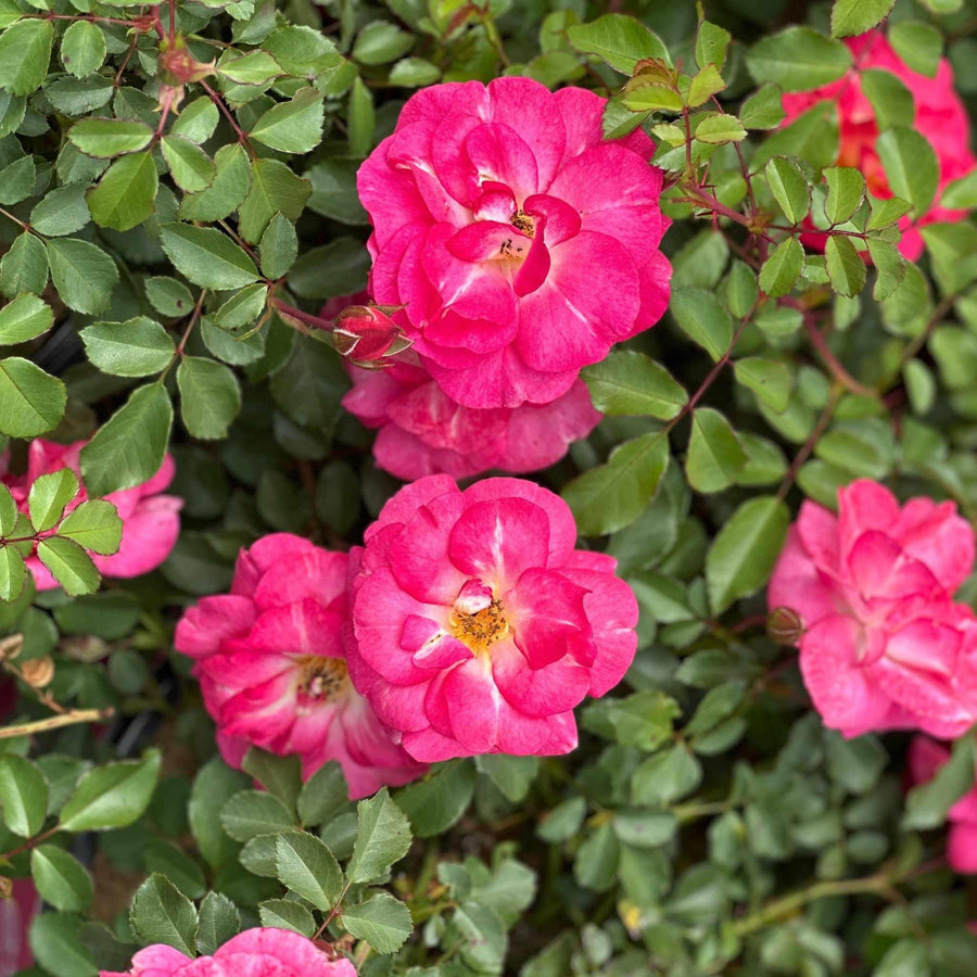 Sunrise Sunset Rose