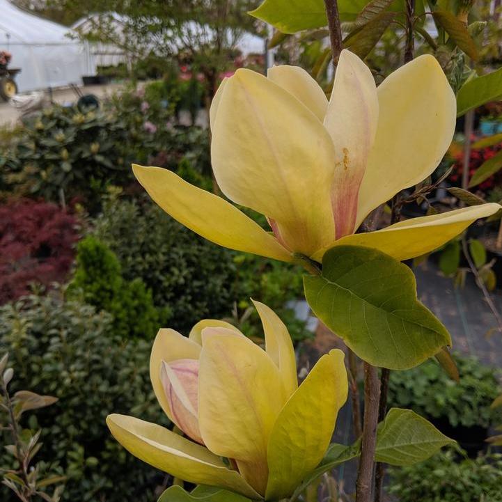Sunsation Magnolia