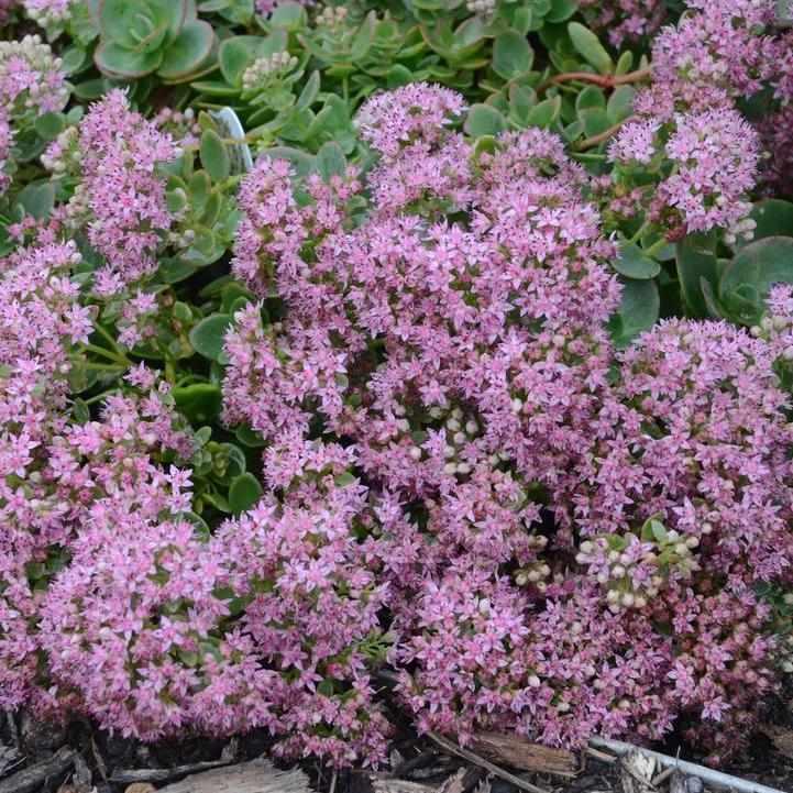 Sunsparkler® Lime Zinger Stonecrop
