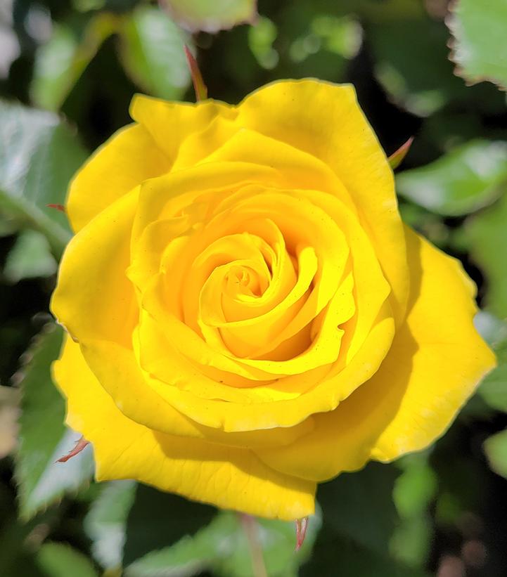 Sunsprite Floribunda Rose
