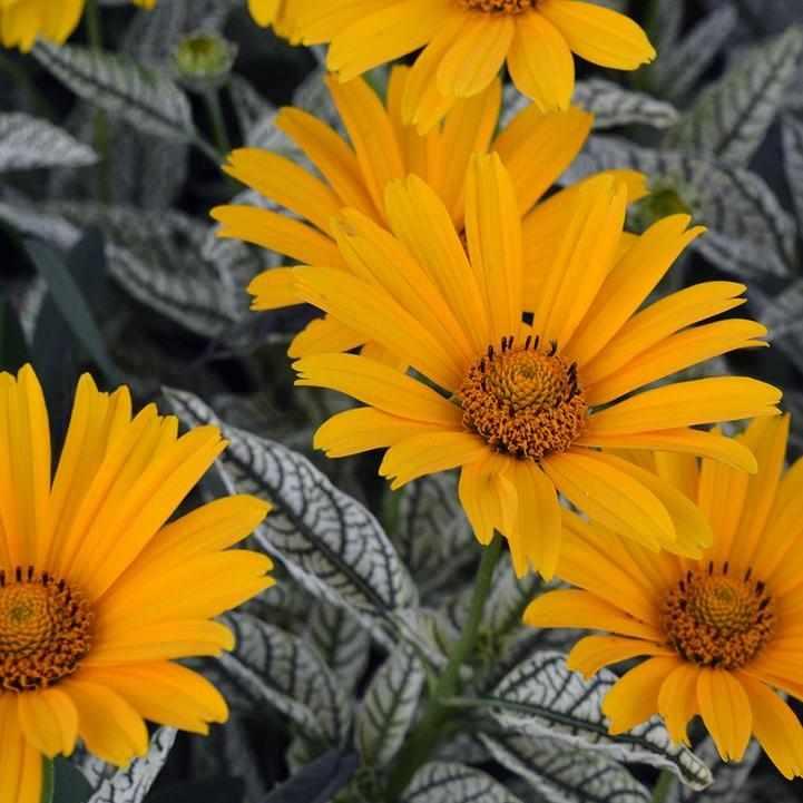 Sunstruck False Sunflower