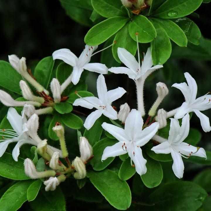 Swamp Azalea