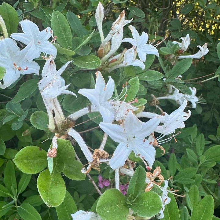 Swamp Azalea