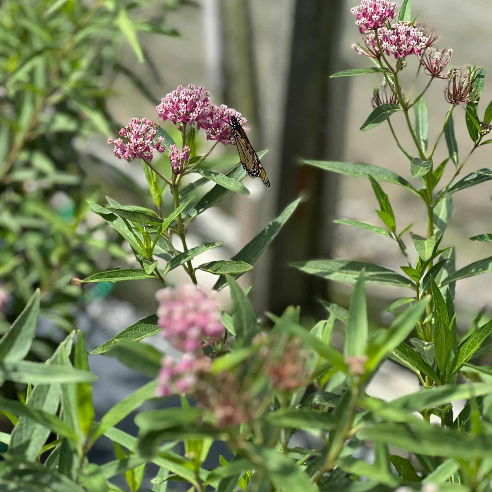 asclepias-incarnata-swamp-milkweed|Spotswood Greenery