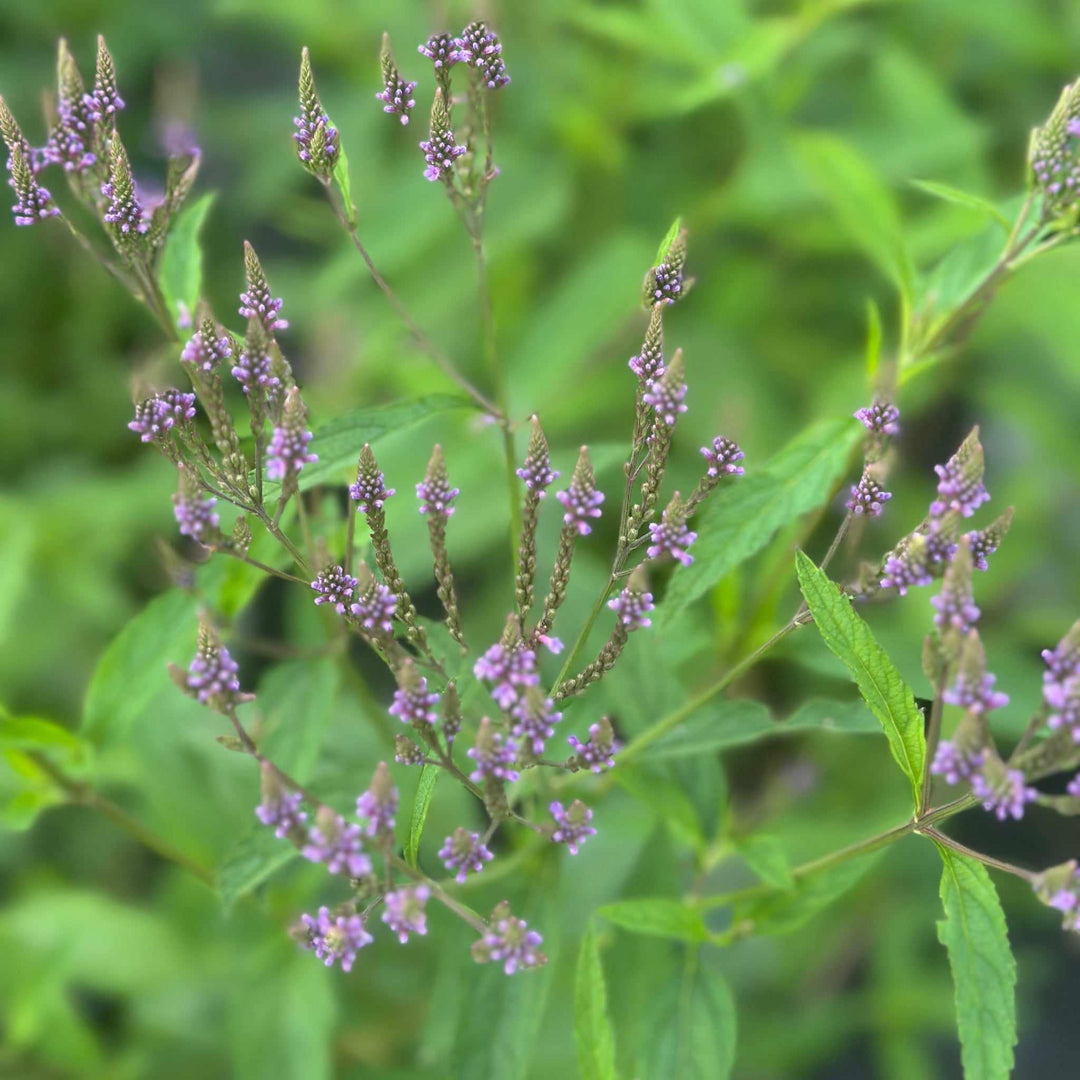 Swamp Verbena