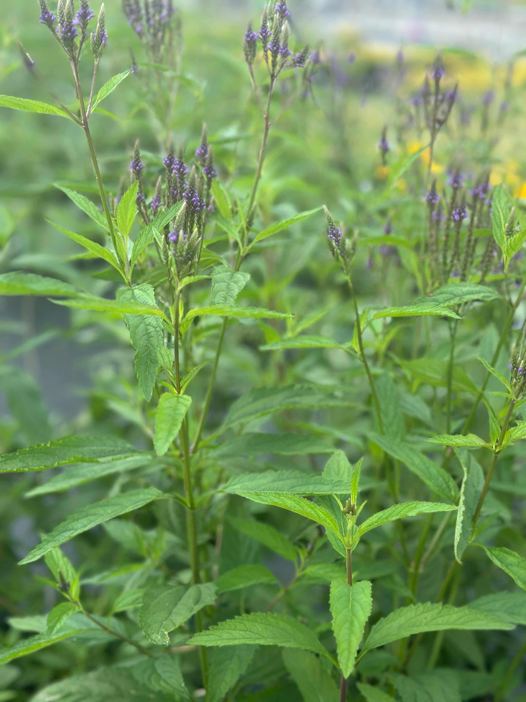 Swamp Verbena