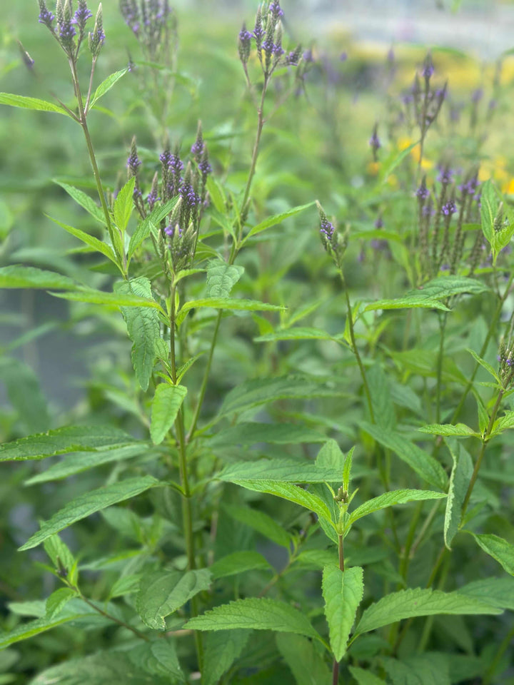 Swamp Verbena