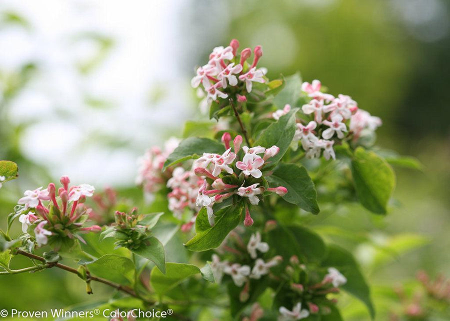 Sweet Emotion® Abelia