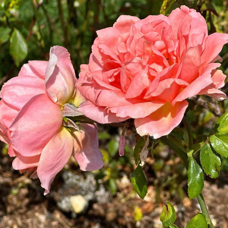 Sweet Fragrance® Rose