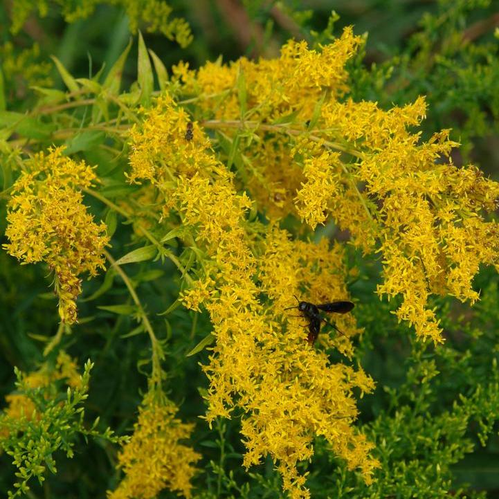 Sweet Goldenrod
