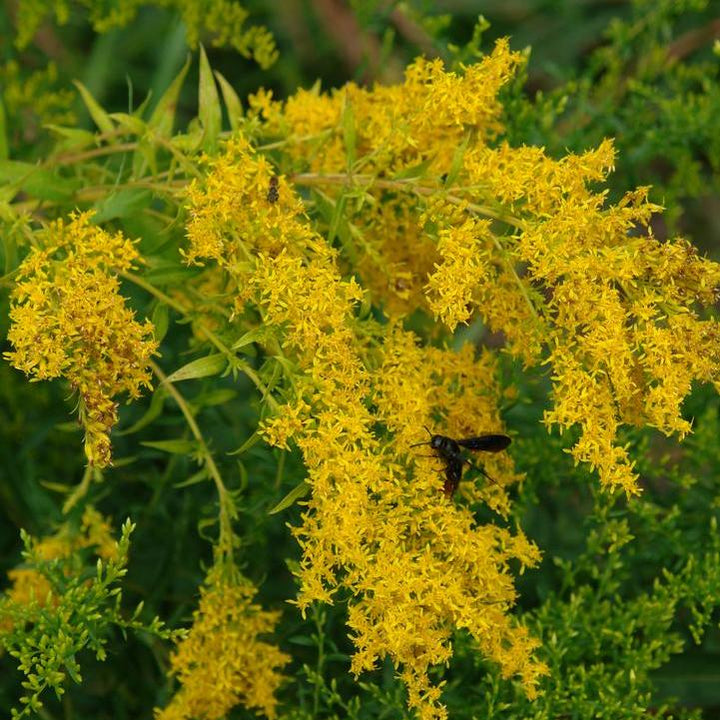 Sweet Goldenrod