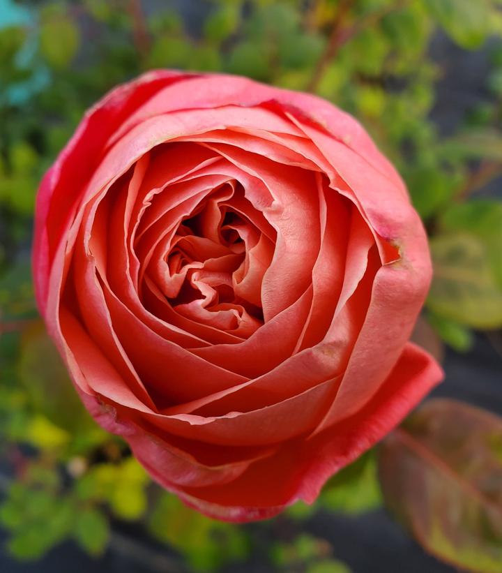 Sweet Madamoiselle® Rose