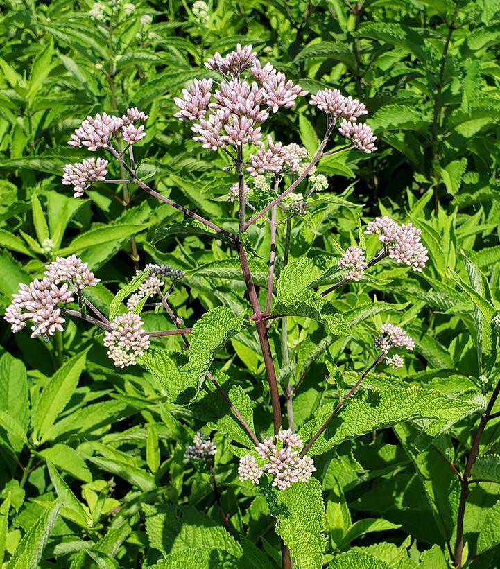 Sweet-Scented Joe-Pye Weed