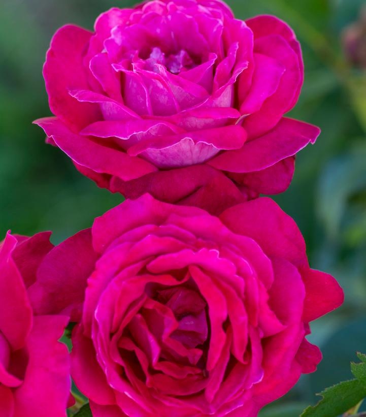 Sweet Spirit Rose