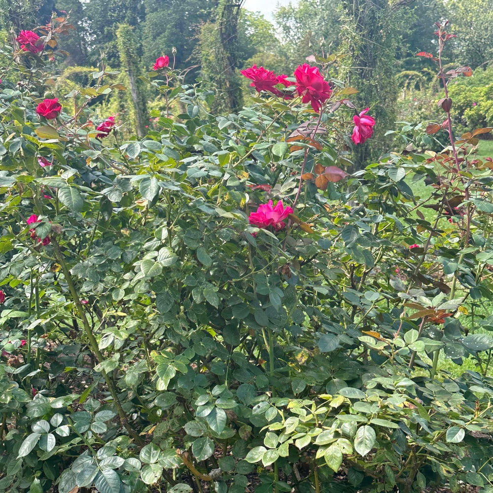 Sweet Spirit Rose