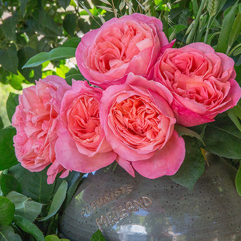 Sweet Madamoiselle® Rose |Star® Roses and Plants