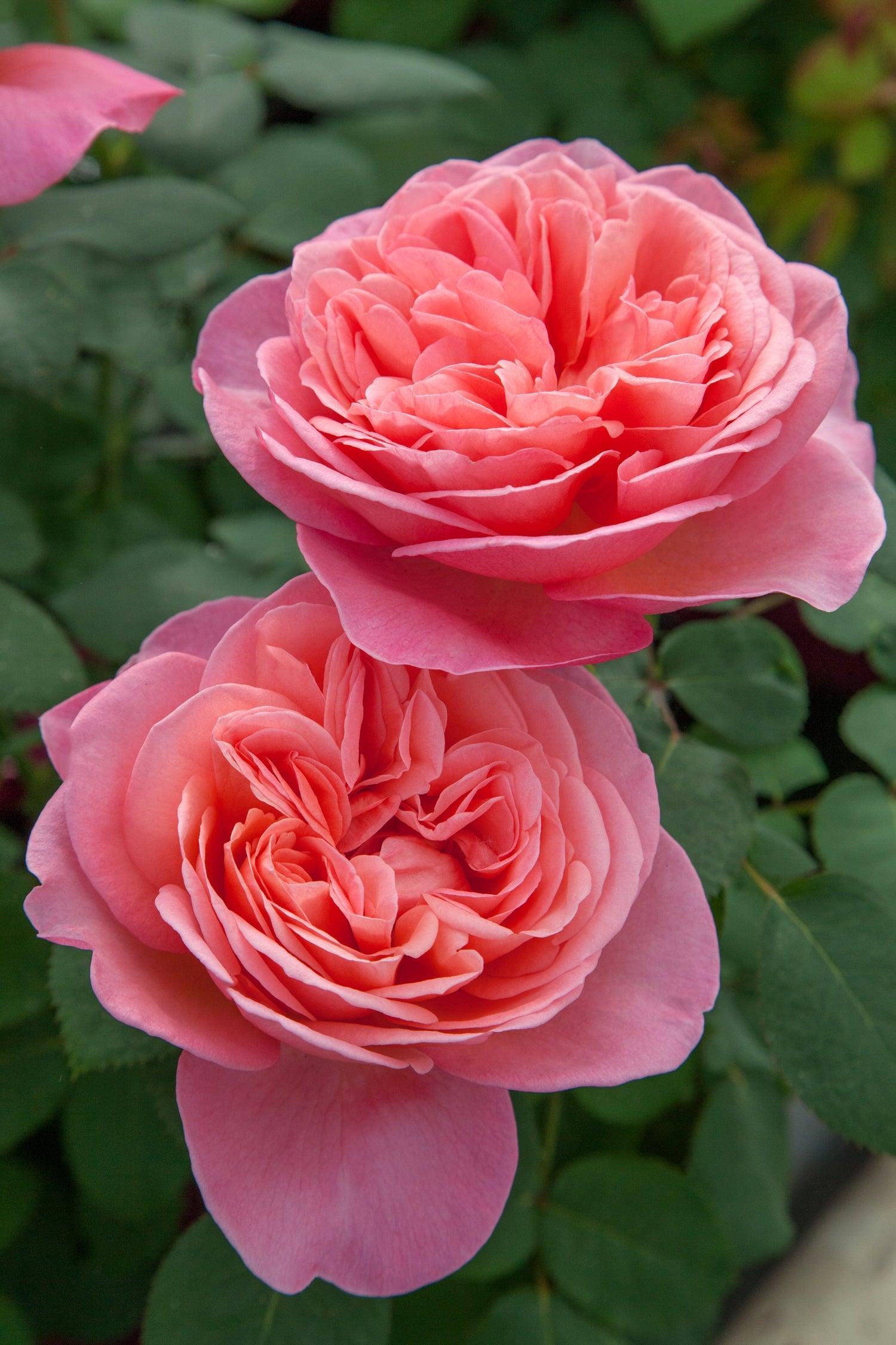 Roses