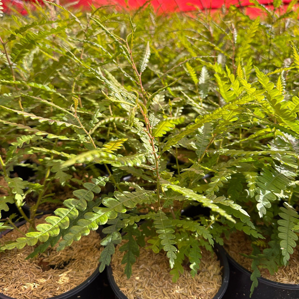 Sweetfern