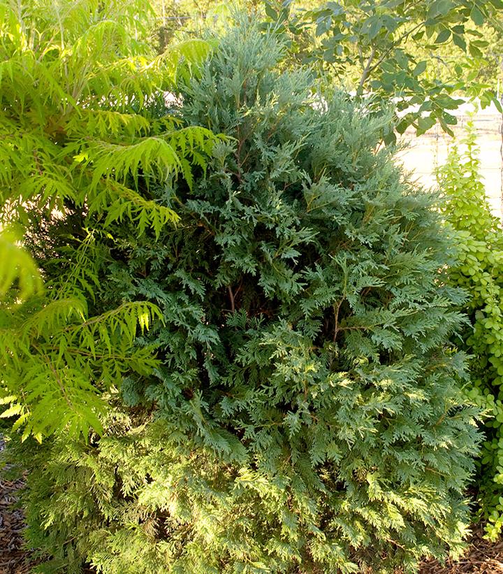 Technito® Arborvitae