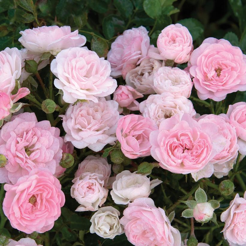 Roses