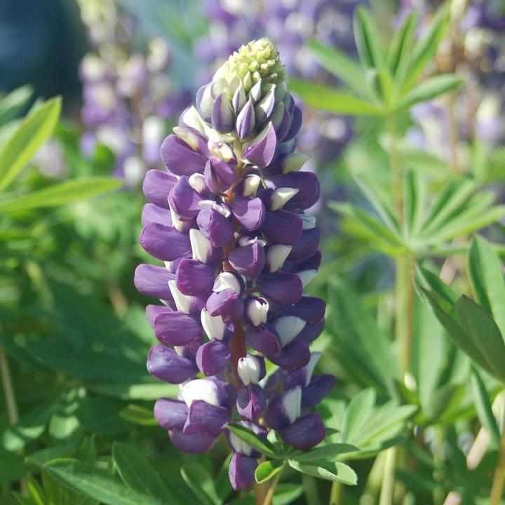 The Governor Lupine