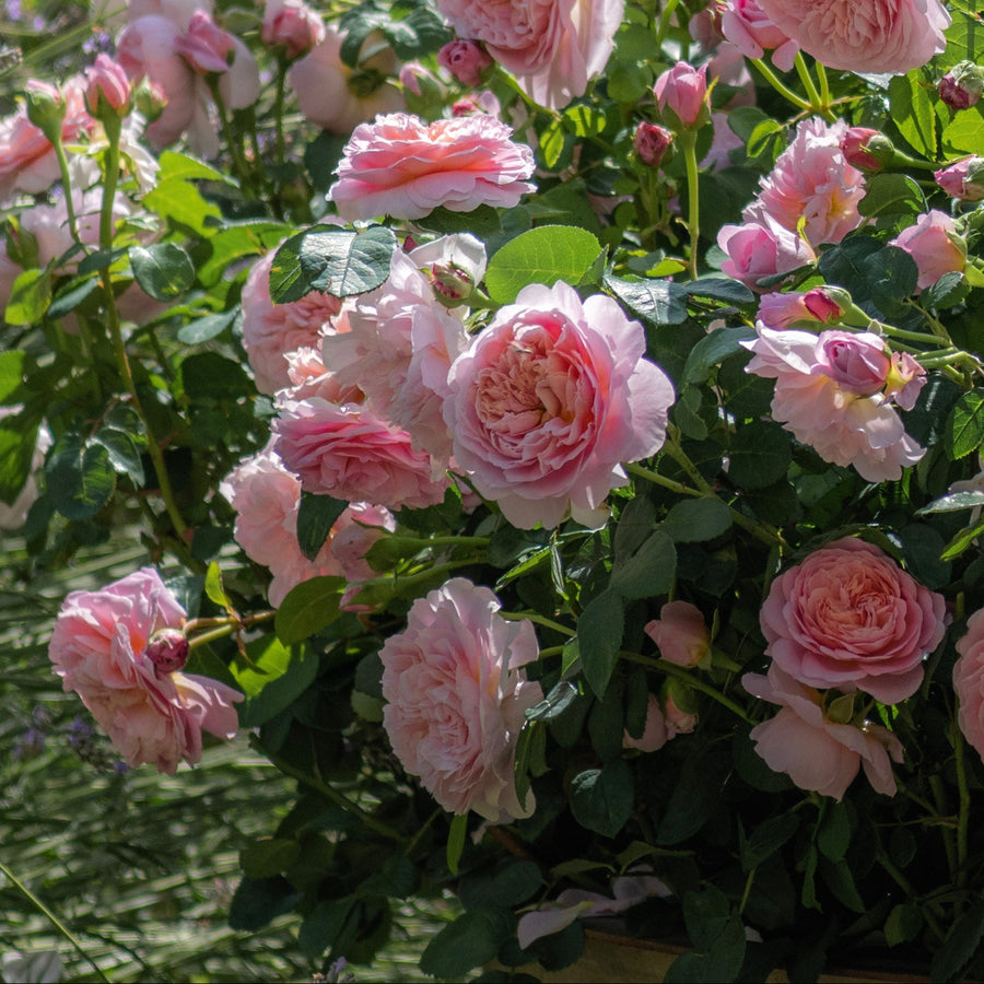 David Austin® The Ancient Mariner® Rose | David Austin® Roses