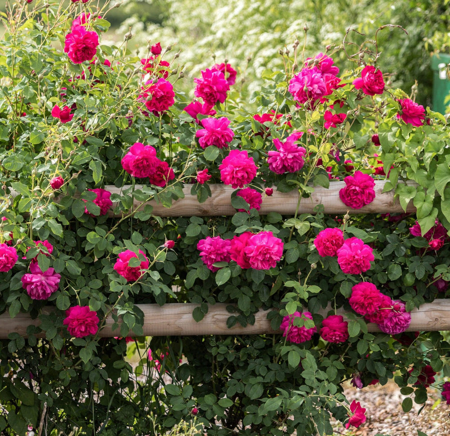 David Austin® Thomas A Becket® Rose | David Austin® Roses