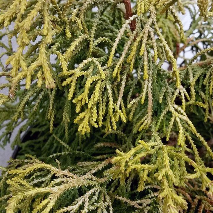 Thoweil Hinoki Cypress