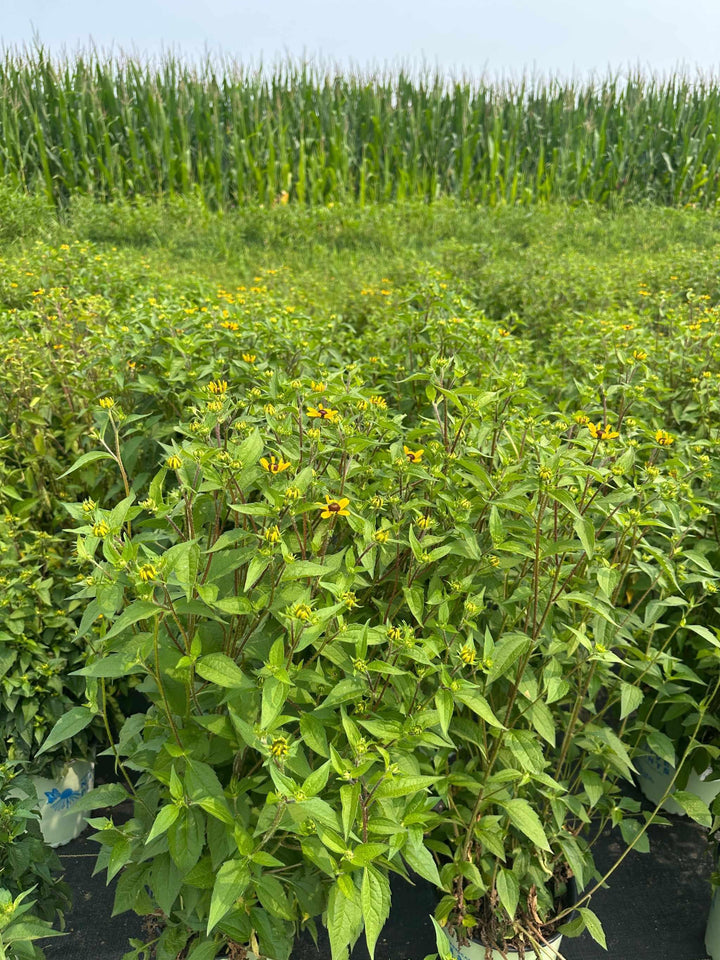 Three Lobed Coneflower