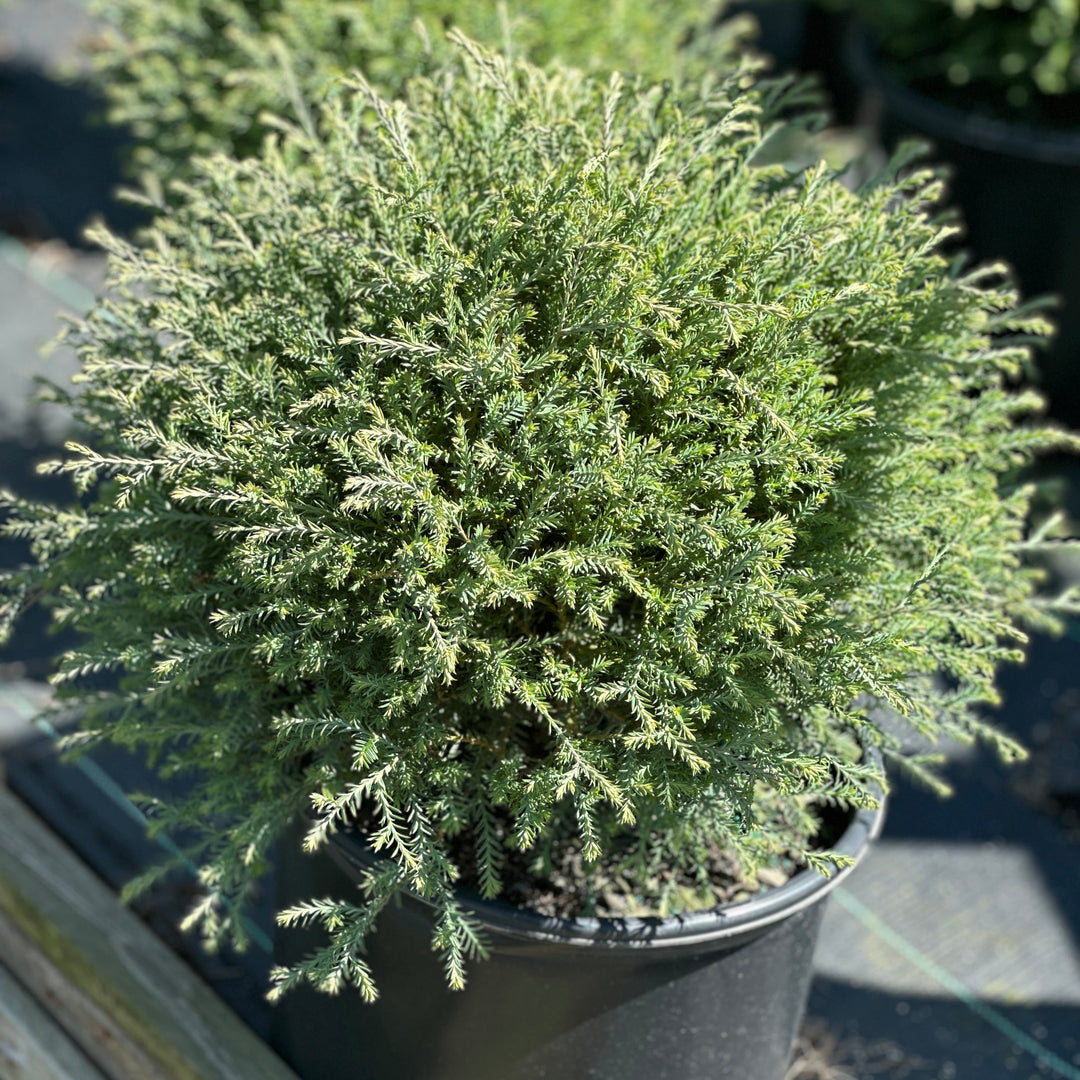 Mr. Bowling Ball® American Arborvitae
