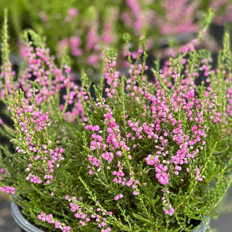 Tib Heather