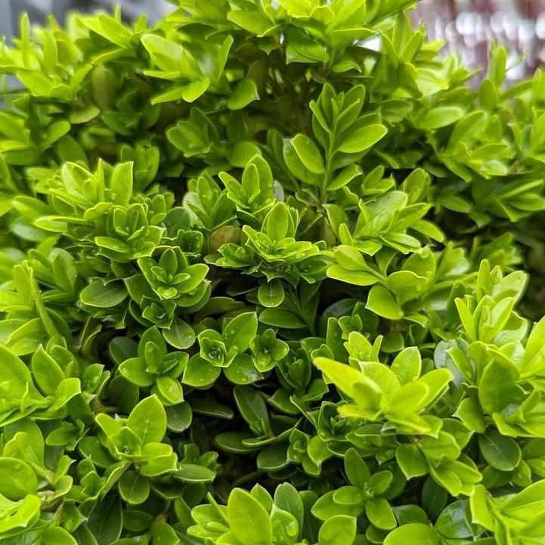 Tide Hill Boxwood |Prides Corner Farms