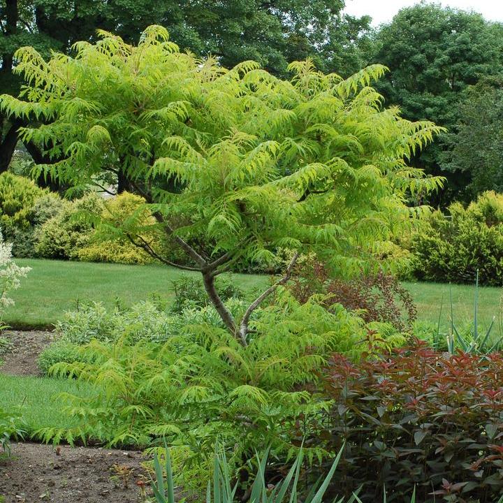 Tiger Eyes® Sumac