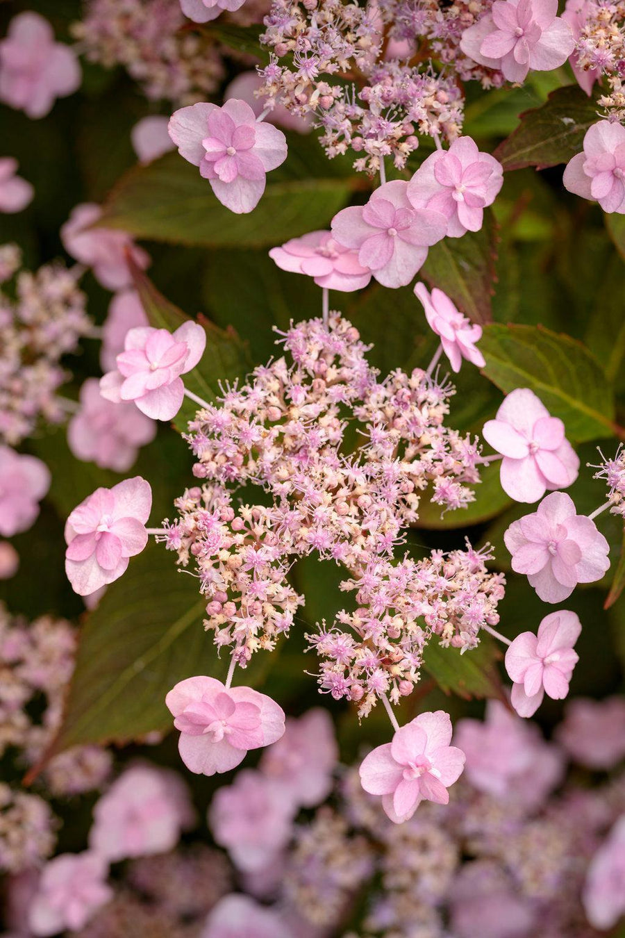 Tiny Tuff Stuff® Mountain Hydrangea