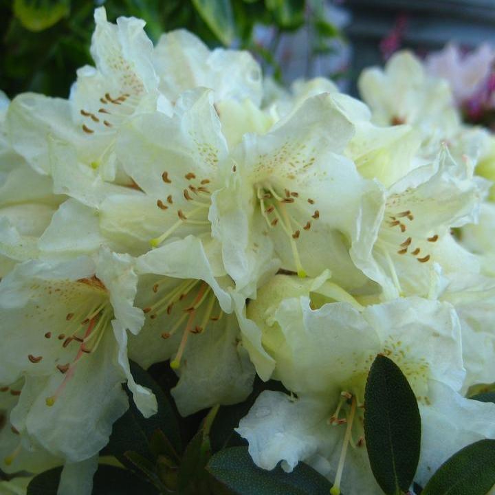 Towhead Rhododendron