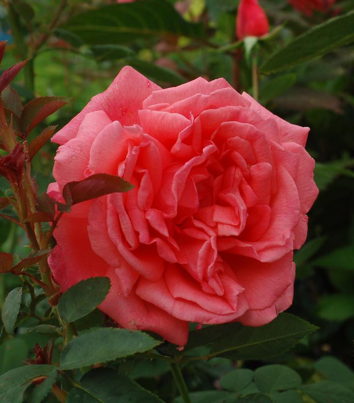 Tropicana Hybrid Tea Rose