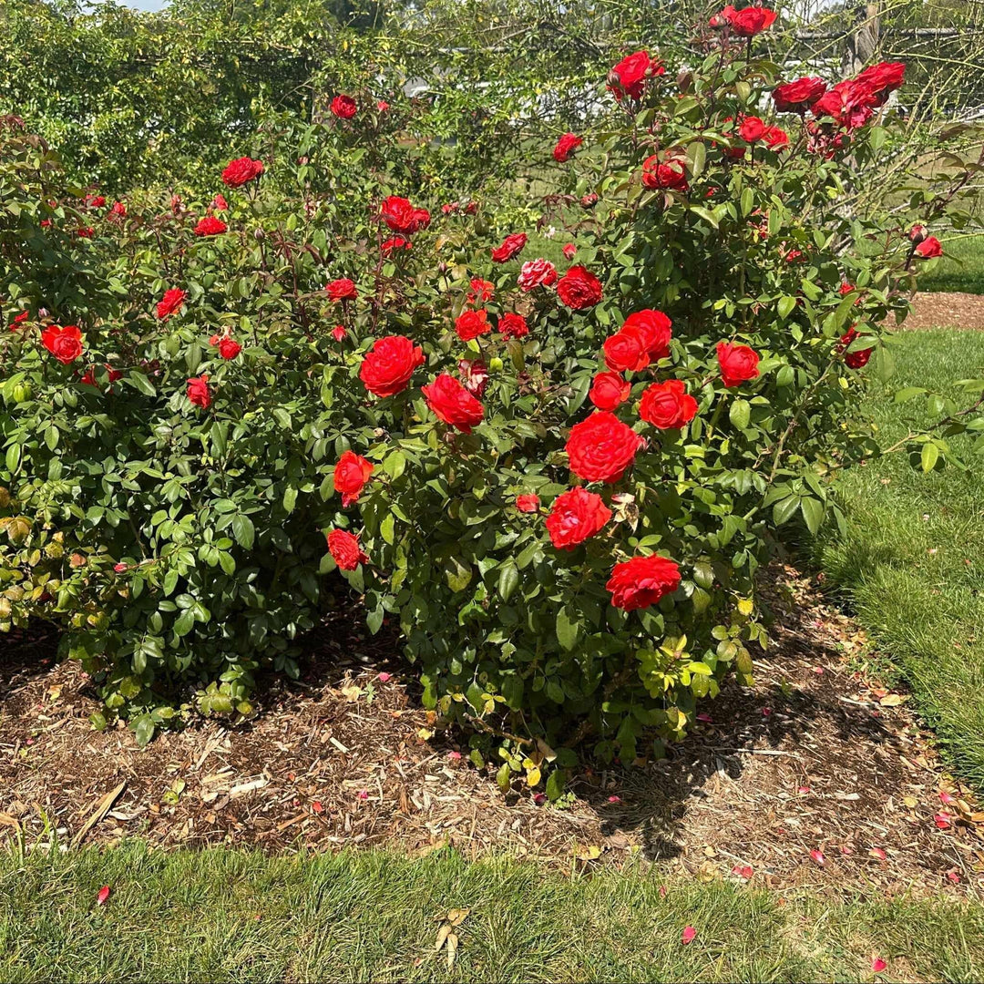 True Passion Rose in bloom |Spotswood Greenery