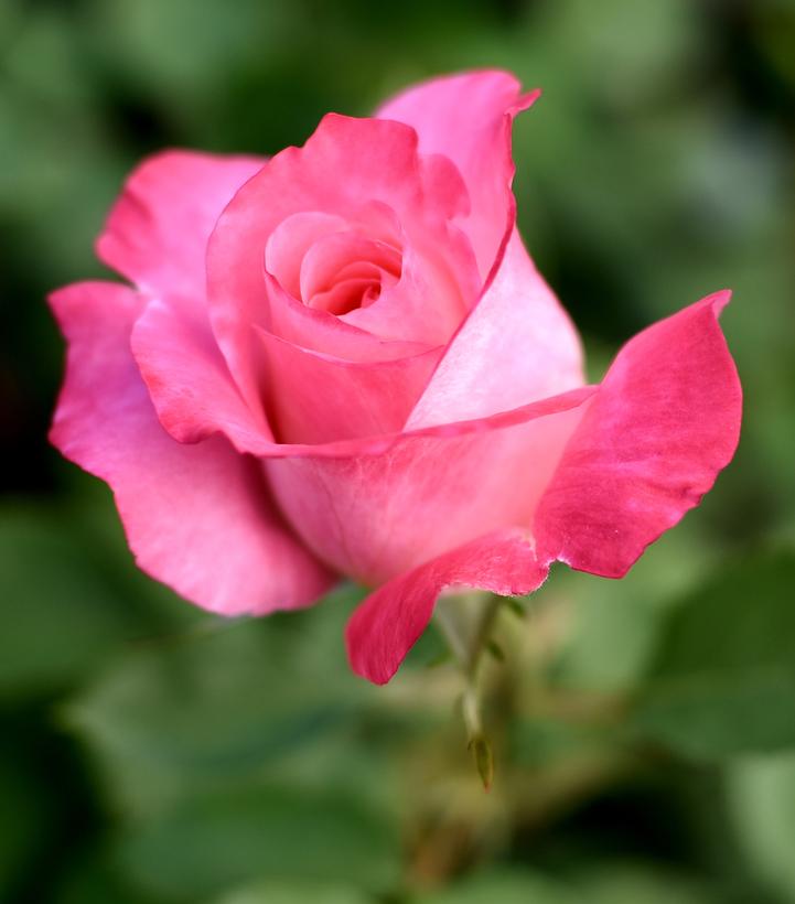 True Bloom™ True Bliss Hybrid Tea Rose