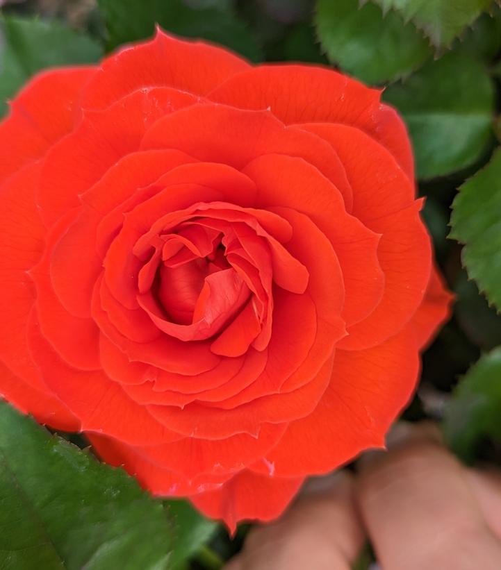 True Bloom™ True Crush Rose