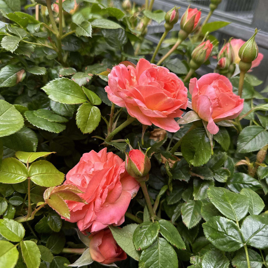 True Bloom™ True Crush Rose