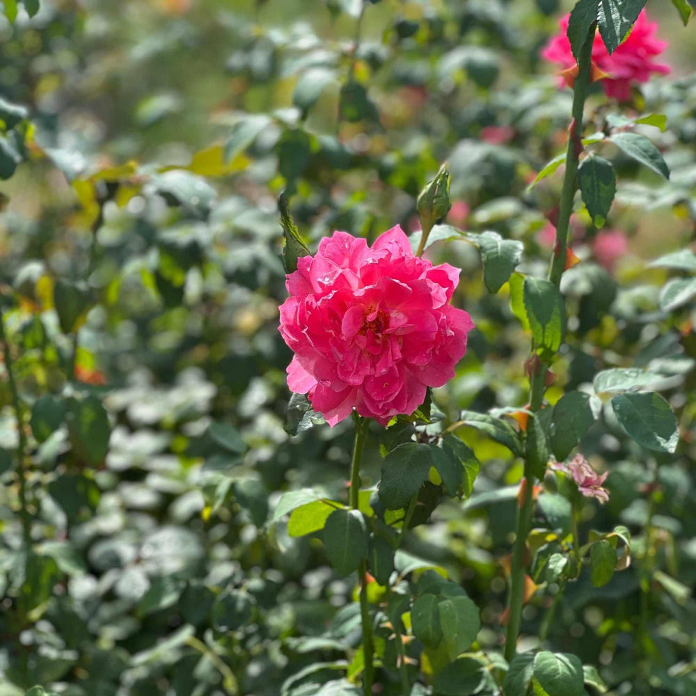 True Bloom™ True Inspiration Hybrid Tea Shrub