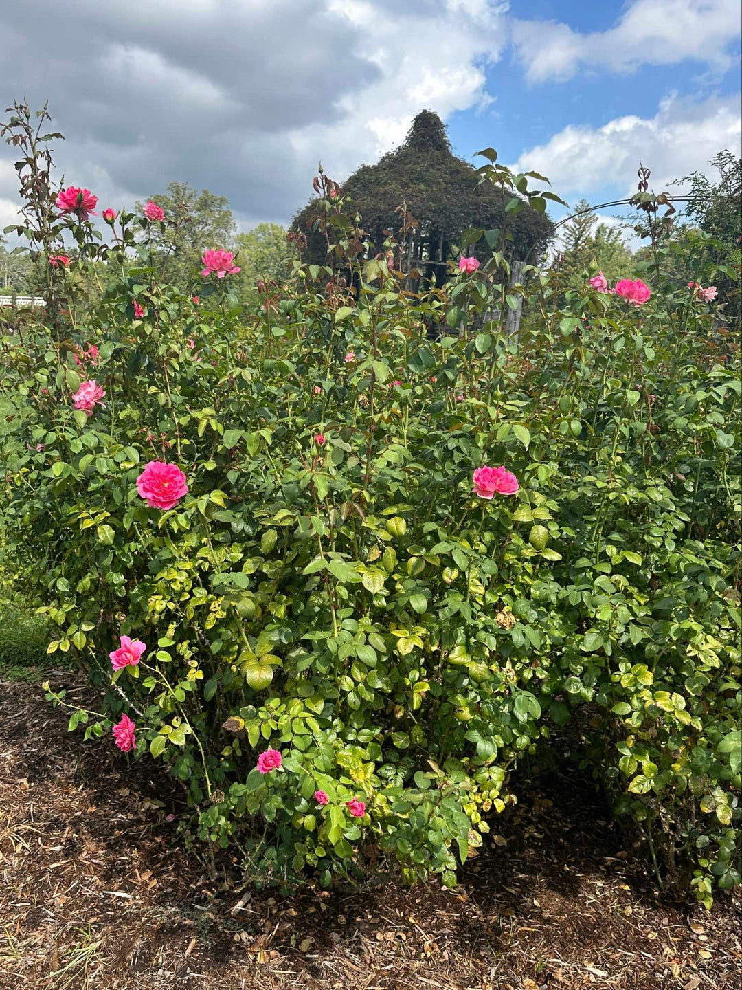 True Bloom™ True Inspiration Hybrid Tea Shrub