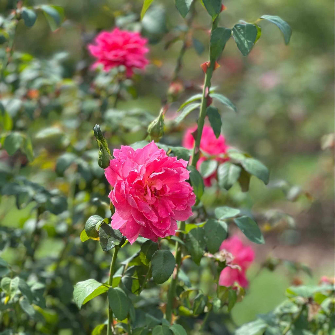 True Bloom™ True Inspiration Hybrid Tea Shrub