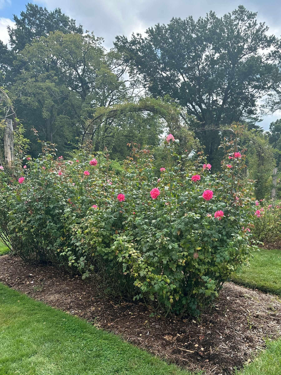 True Bloom™ True Inspiration Hybrid Tea Shrub