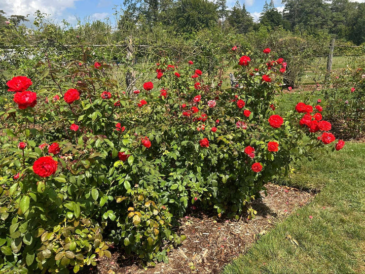 True Bloom™ True Passion® Hybrid Tea Shrub Rose